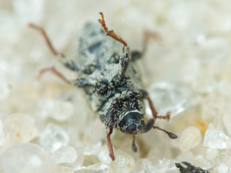 Sibinia (Sibinia) subelliptica Desbrochers des Loges, 1873